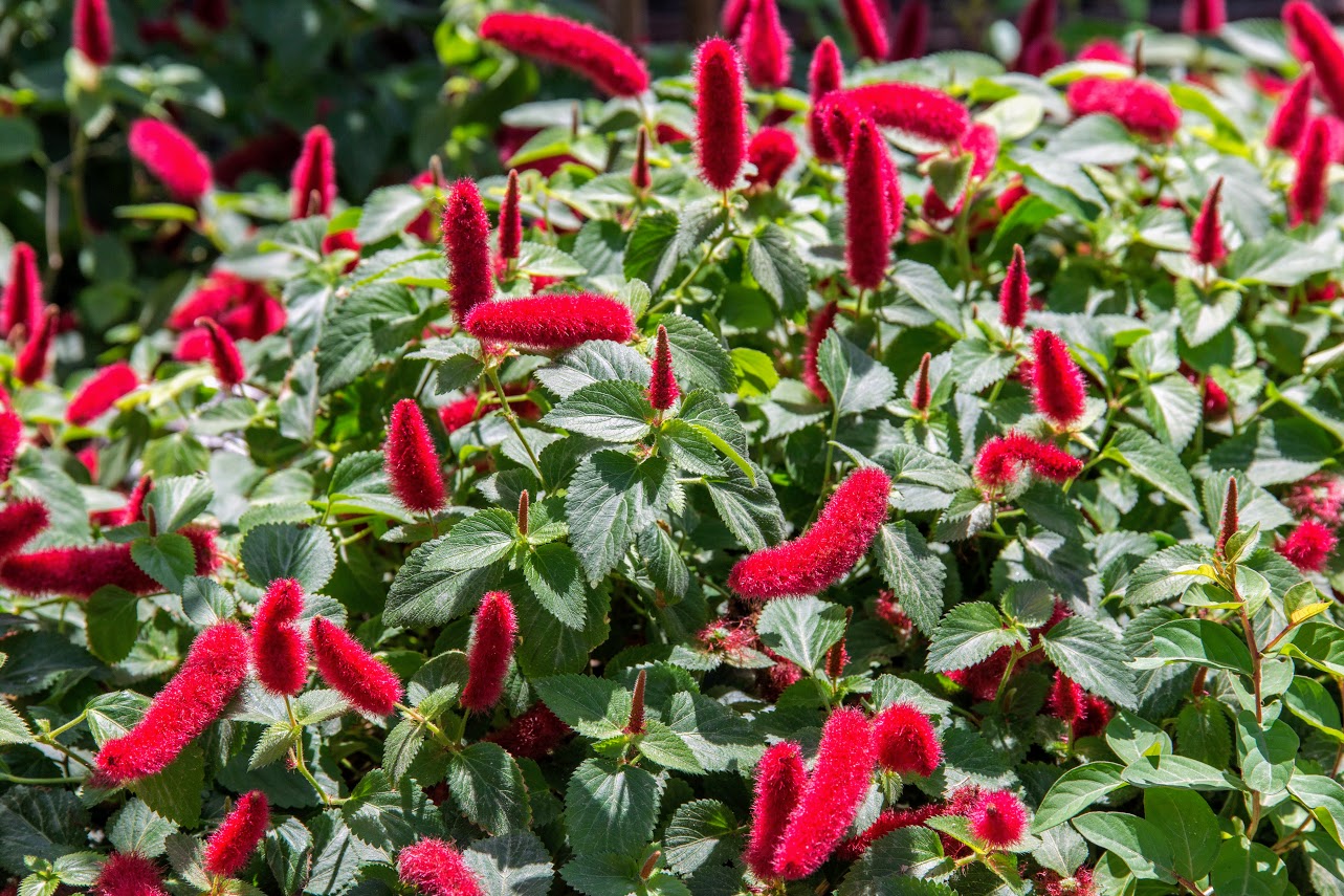 Изображение особи Acalypha herzogiana.