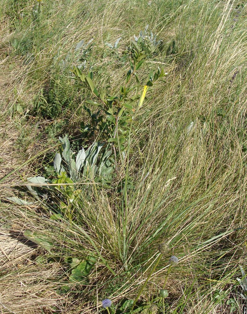 Изображение особи Scorzonera stricta.