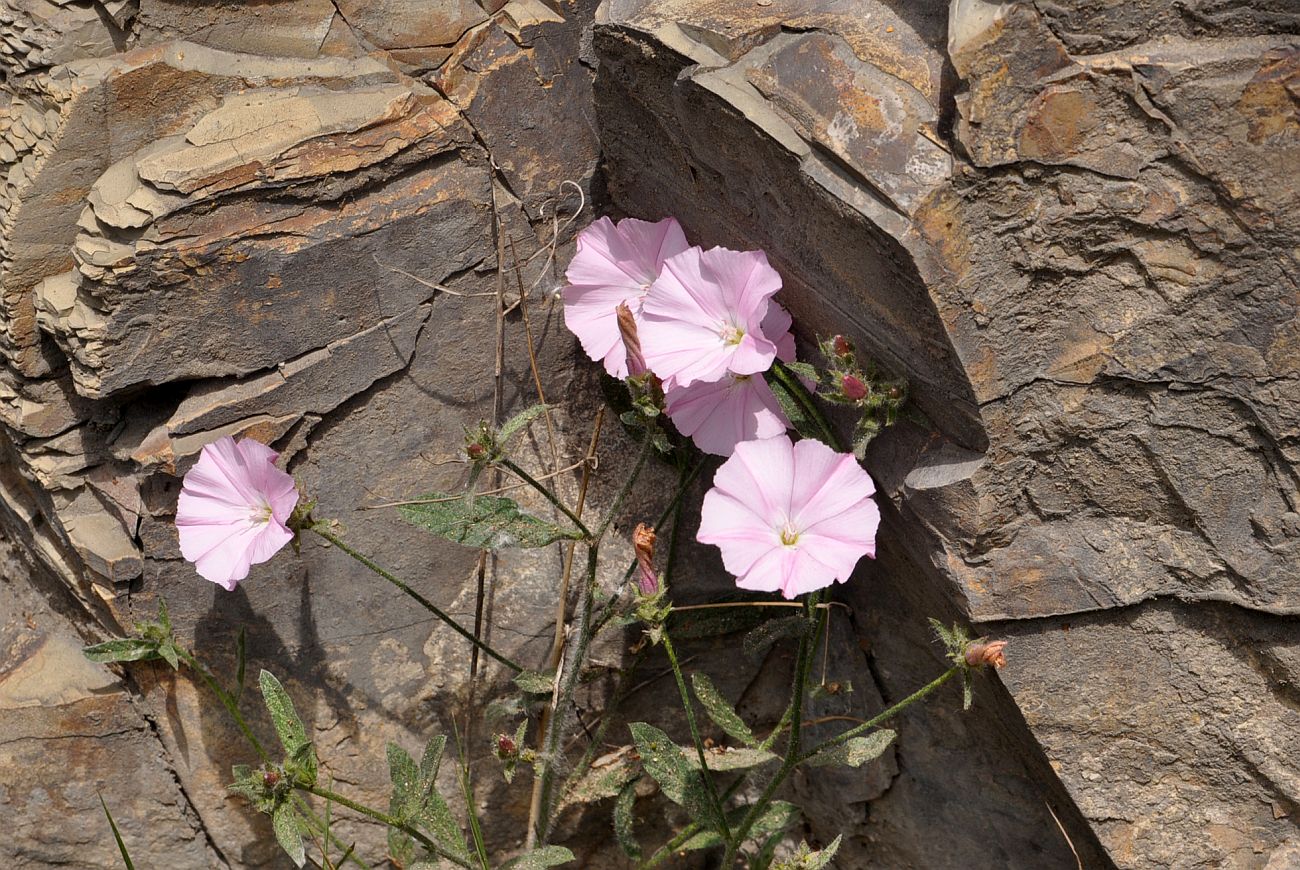 Изображение особи Convolvulus cantabrica.