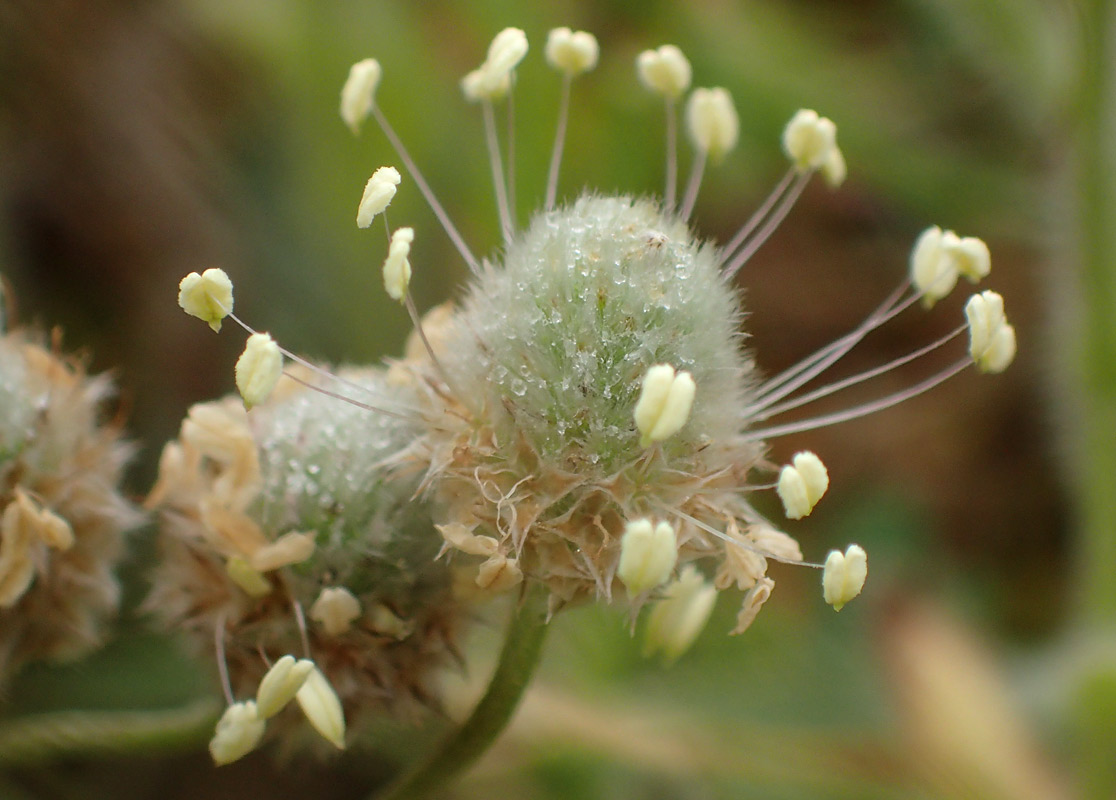 Image of Plantago lagopus specimen.