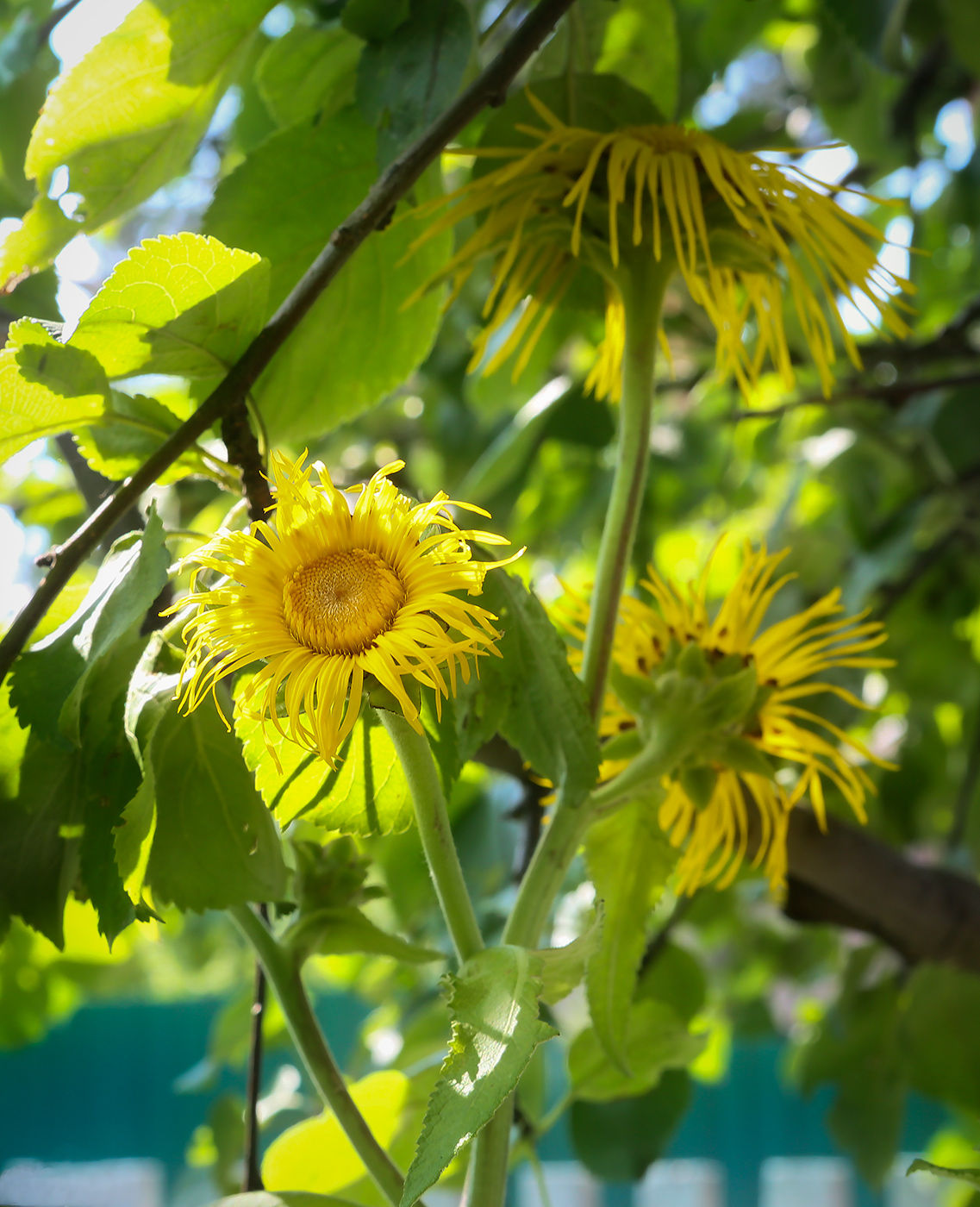 Image of Inula helenium specimen.