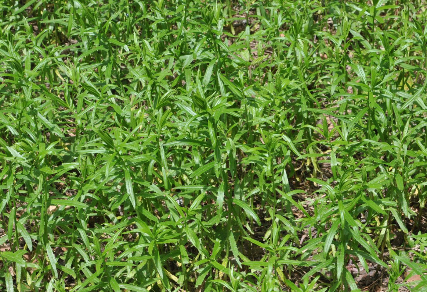 Изображение особи Achillea biserrata.