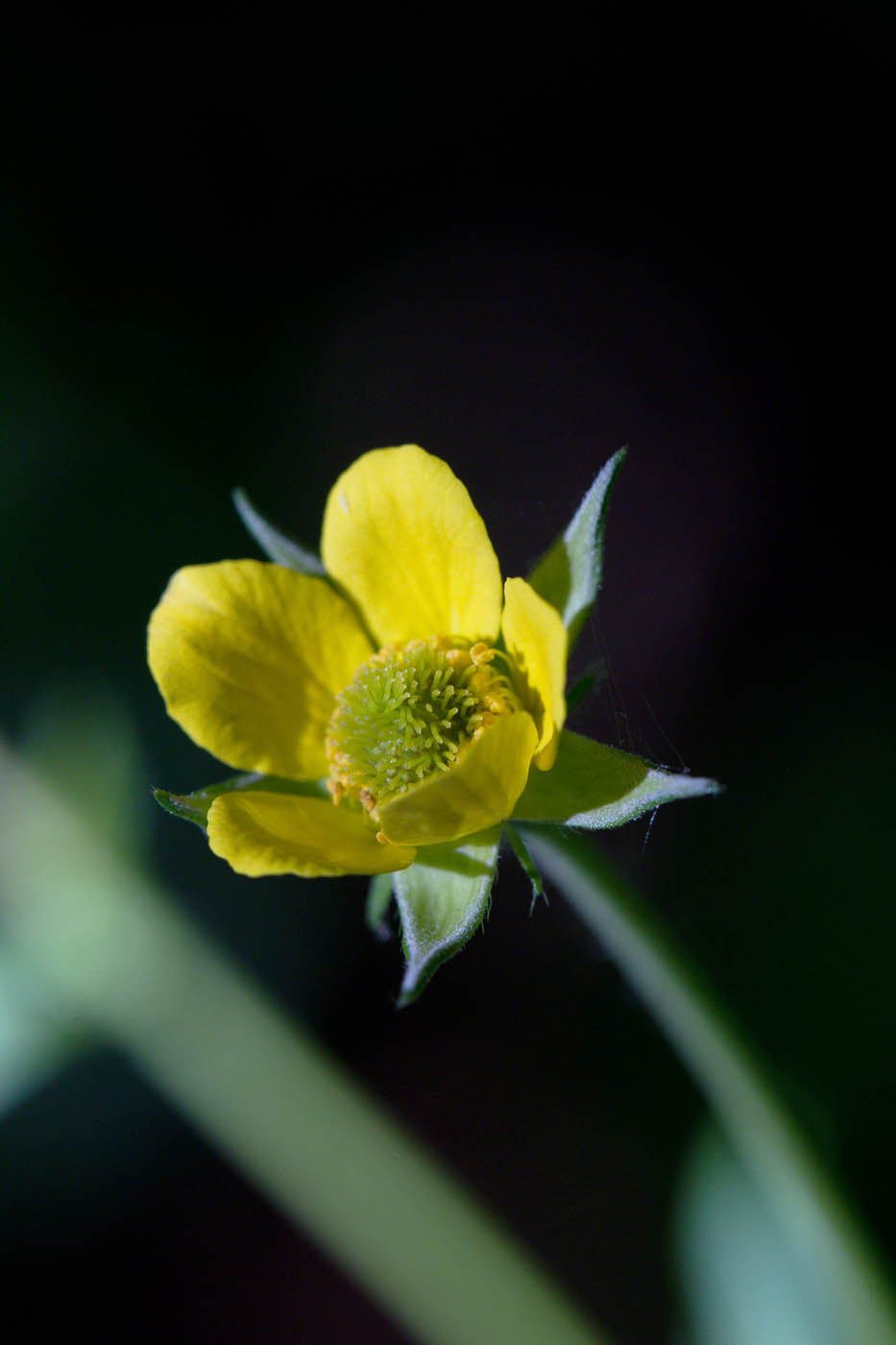 Изображение особи Geum urbanum.