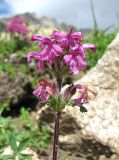 Pedicularis crassirostris