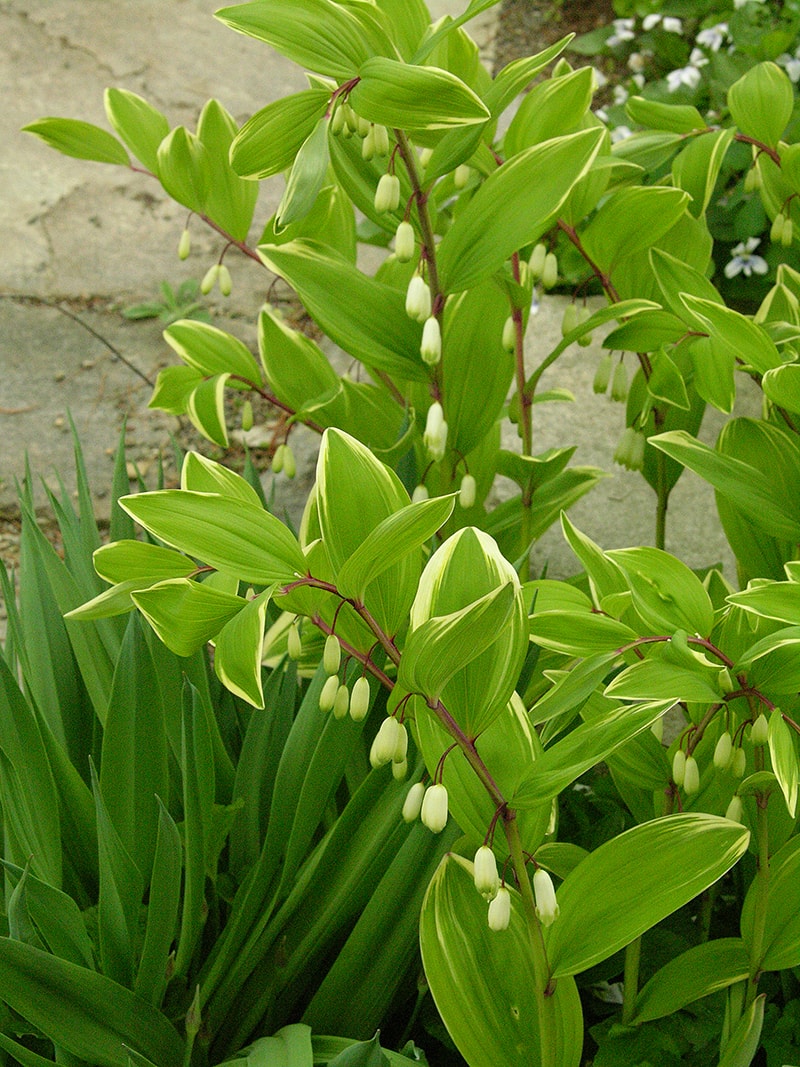 Image of Polygonatum odoratum specimen.
