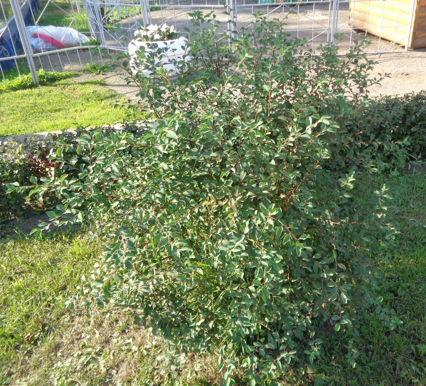 Image of Spiraea &times; vanhouttei specimen.