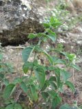 Clinopodium vulgare