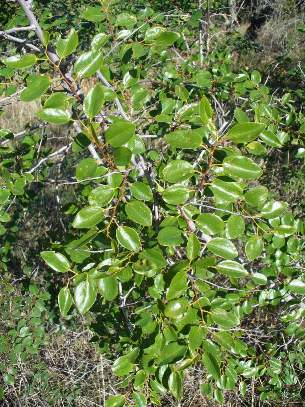 Image of Paliurus spina-christi specimen.