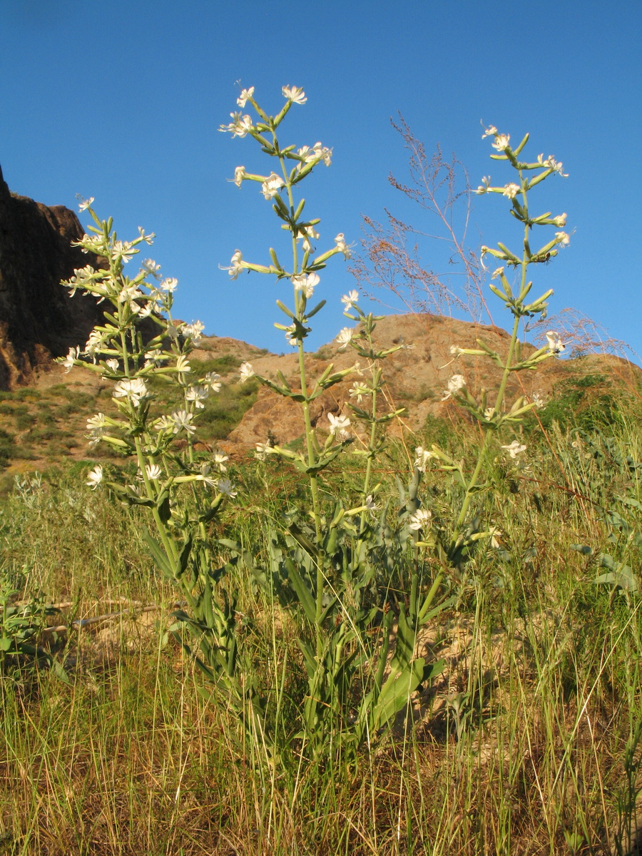 Image of Silene quadriloba specimen.