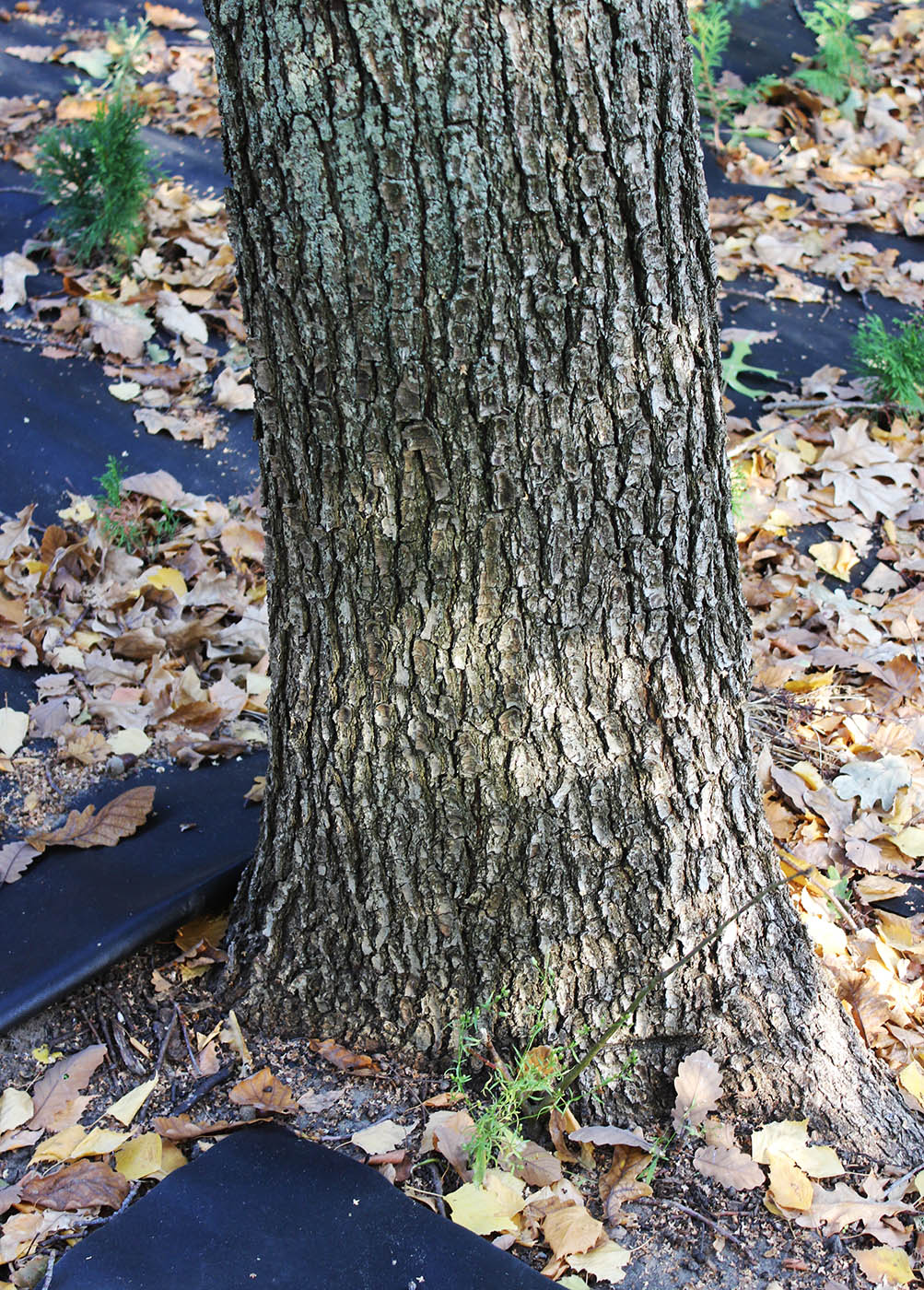 Изображение особи род Quercus.