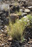 Stipa orientalis