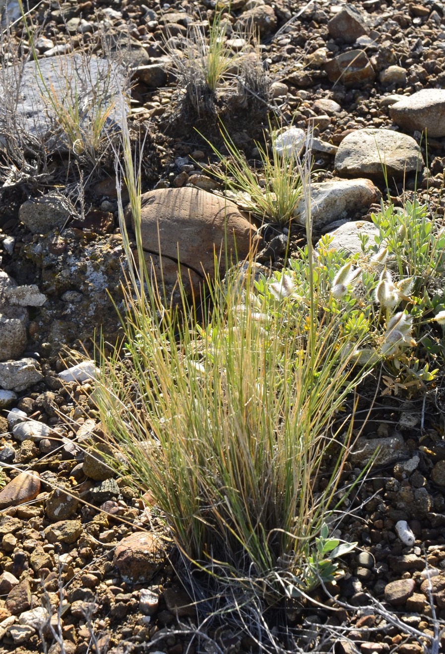 Image of Stipa orientalis specimen.