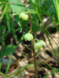 Pyrola chlorantha. Соцветие. Иркутская обл., Осинский р-н, окр. дер. Рассвет, берег Братского вдхр., смешанный лес. 03.07.2018.