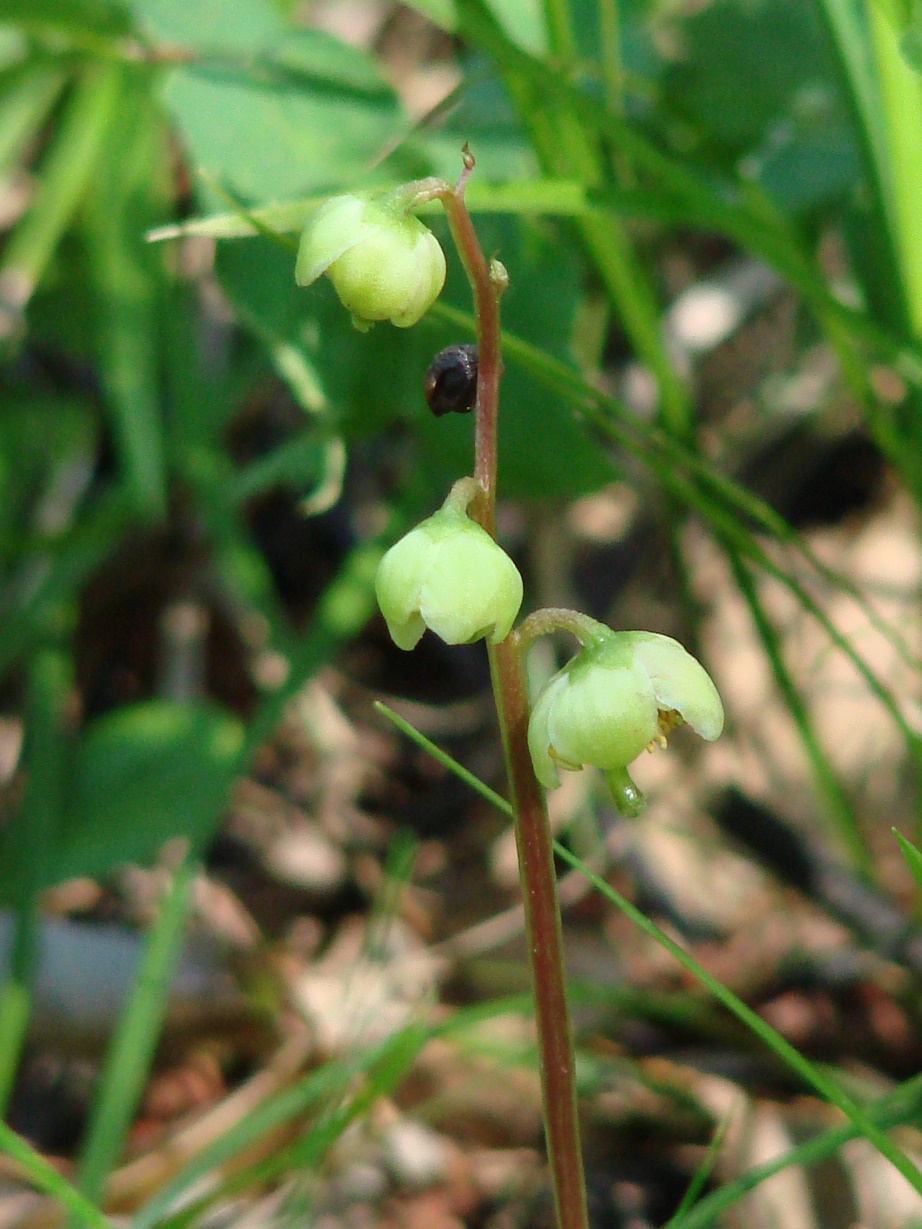 Image of Pyrola chlorantha specimen.