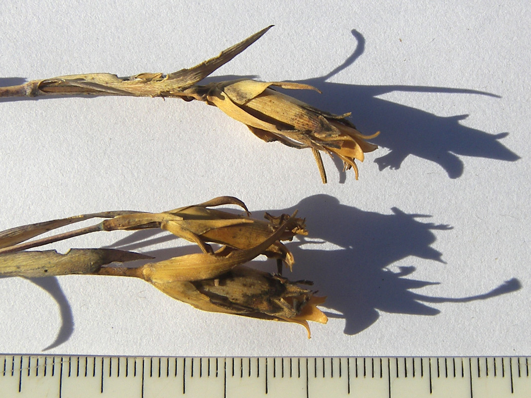 Image of Dianthus abchasicus specimen.