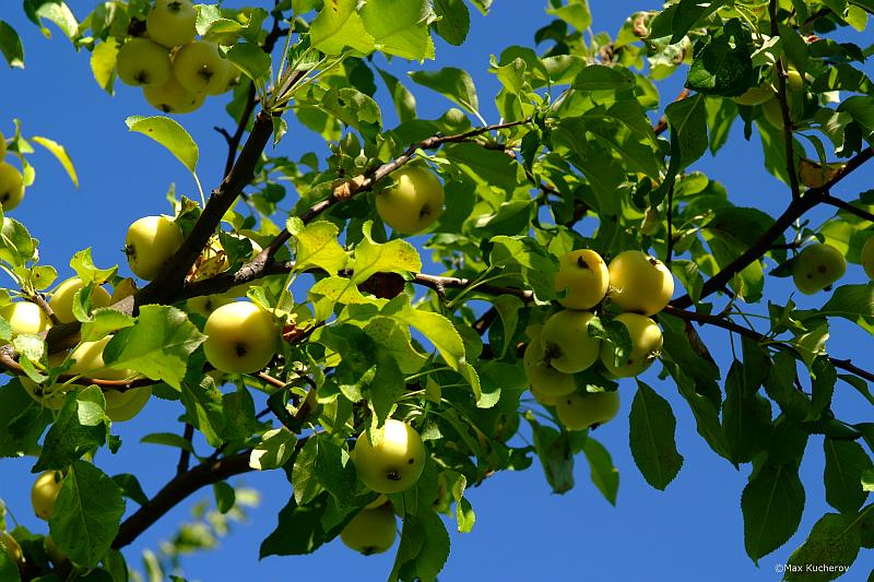 Image of Malus sylvestris specimen.