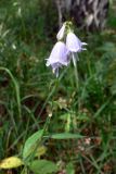 Adenophora liliifolia. Верхушка цветущего растения. Свердловская обл., г. Екатеринбург, окр. пос. Шабровский, лиственный лес (берёза, поросль ивняка вдоль дороги). 19.08.2018.