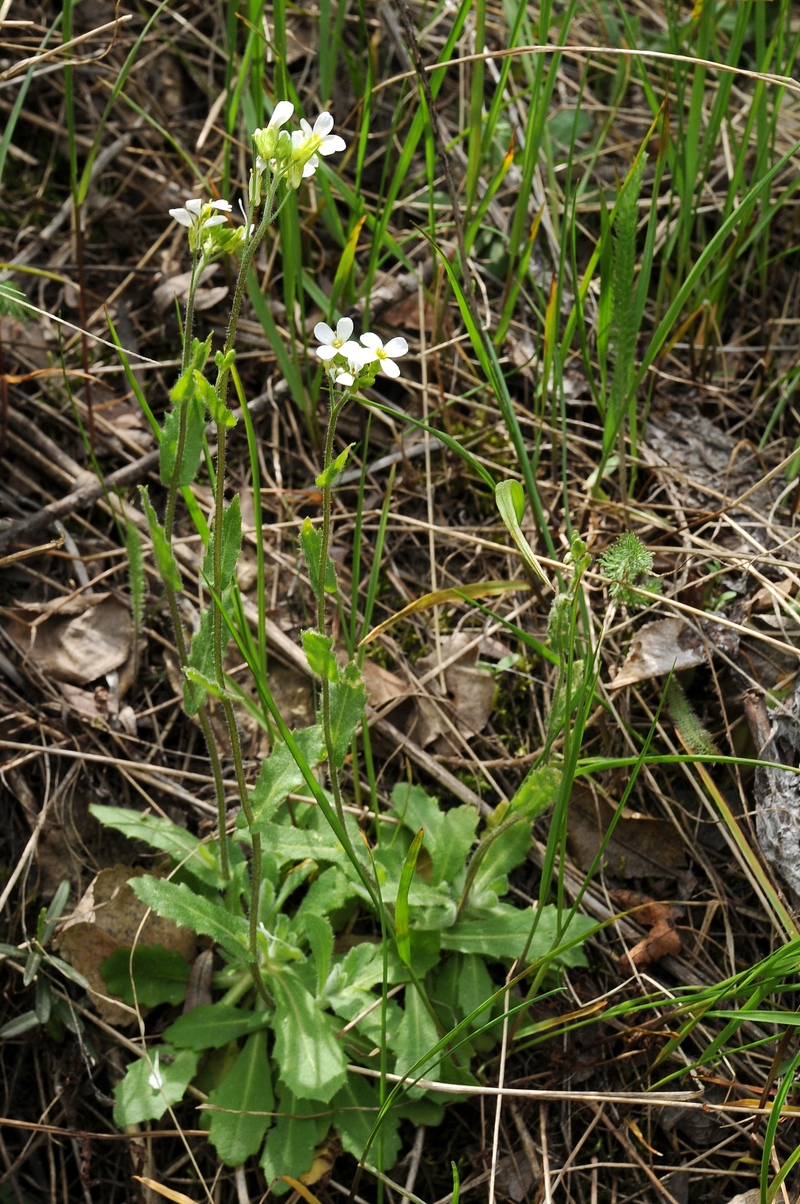 Изображение особи Arabis tianschanica.