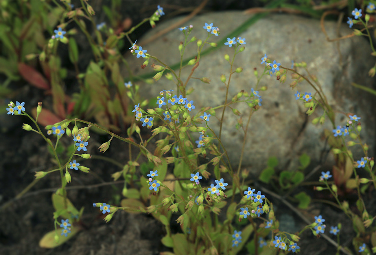 Изображение особи Myosotis cespitosa.