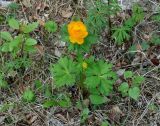 род Trollius