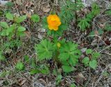 genus Trollius. Цветущее растение. Рядом листья Padus, Betula и др. Иркутская обл., Иркутский р-н, ур. Сухое озеро, смешанный лес. 31.05.2018.