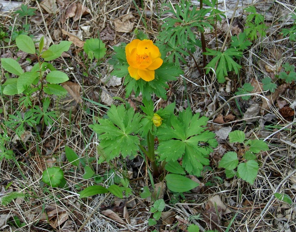 Изображение особи род Trollius.