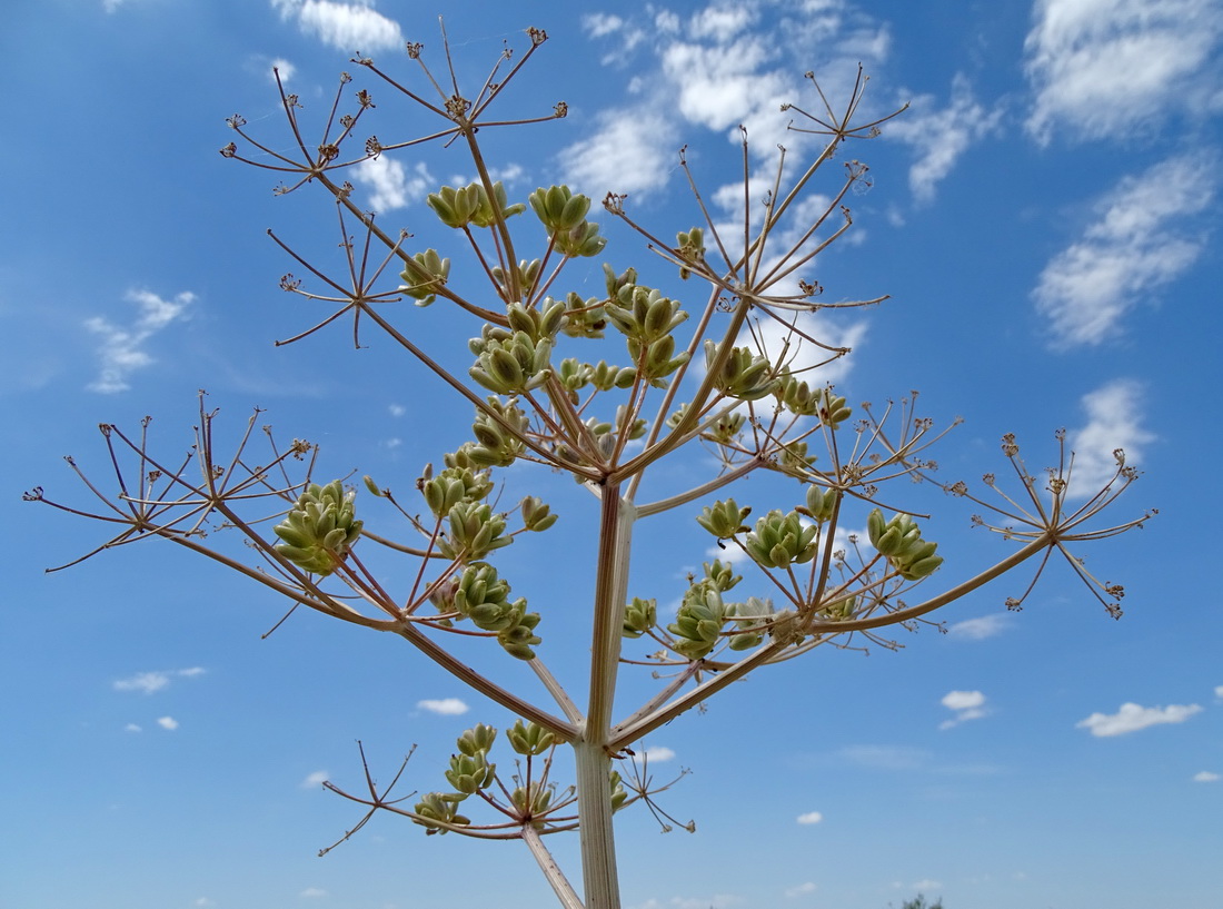 Image of Ferula nuda specimen.