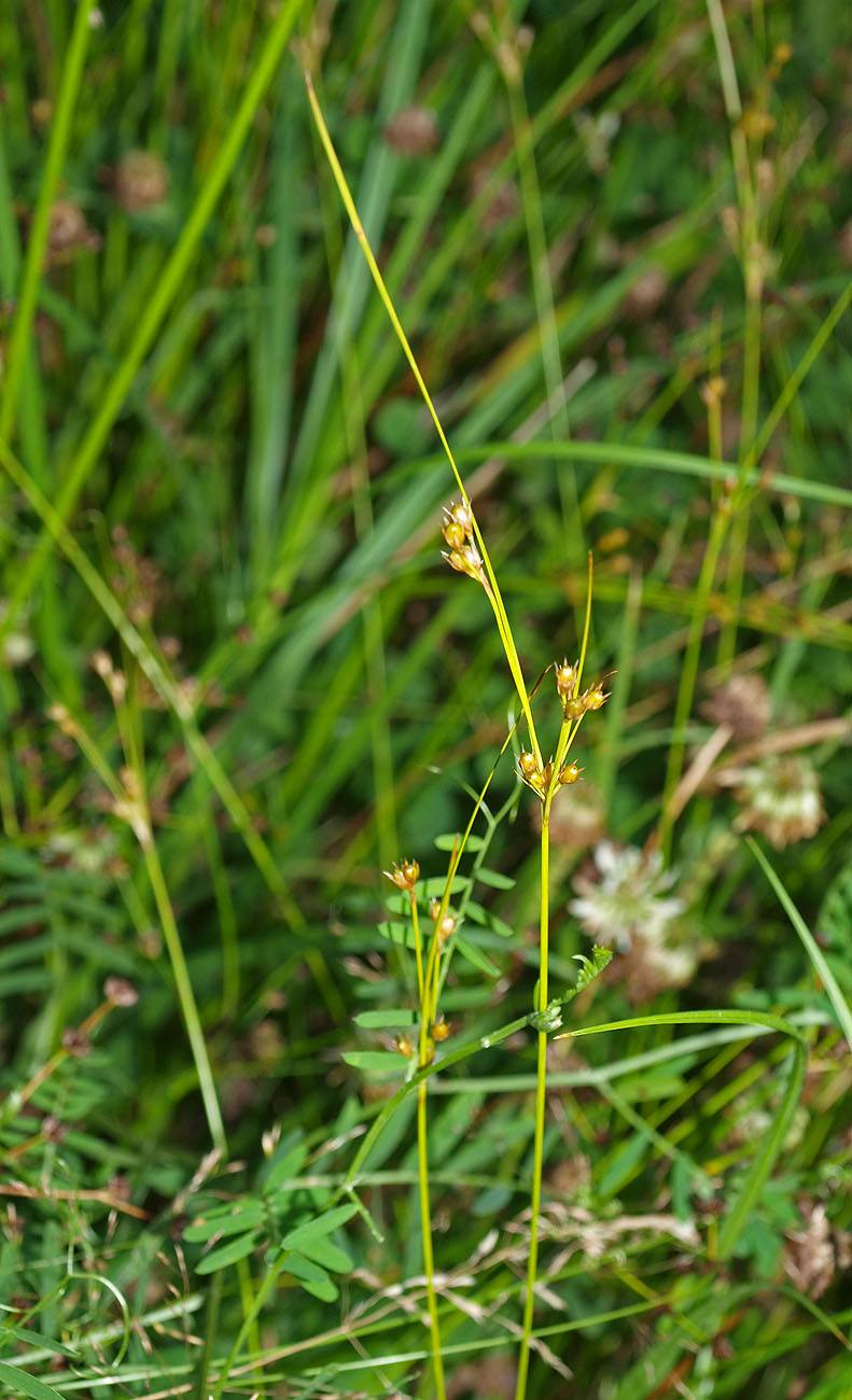 Изображение особи Juncus tenuis.