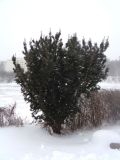Taxus baccata