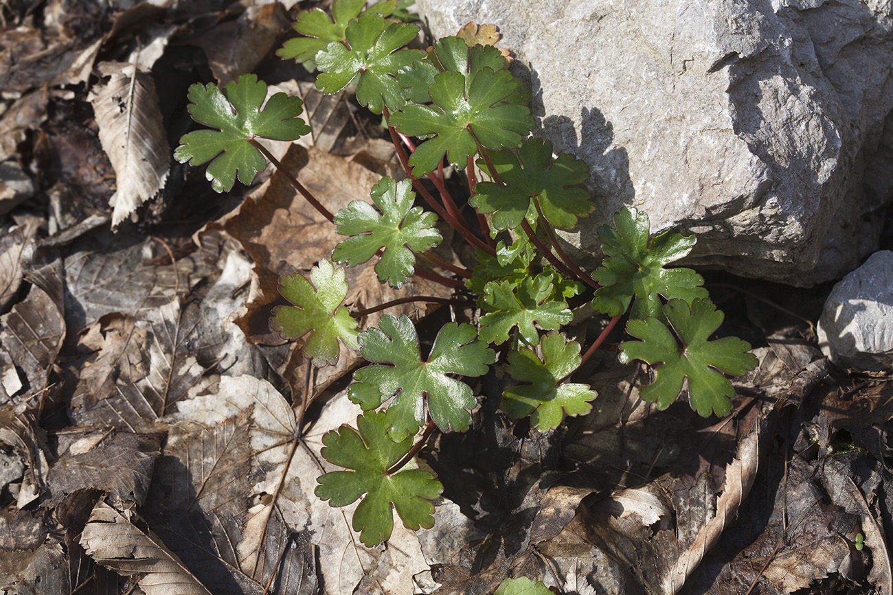 Изображение особи Geranium lucidum.