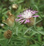 Centaurea trichocephala. Верхушки цветущих побегов. Север Кубани, роща на склоне. 02.07.2010.