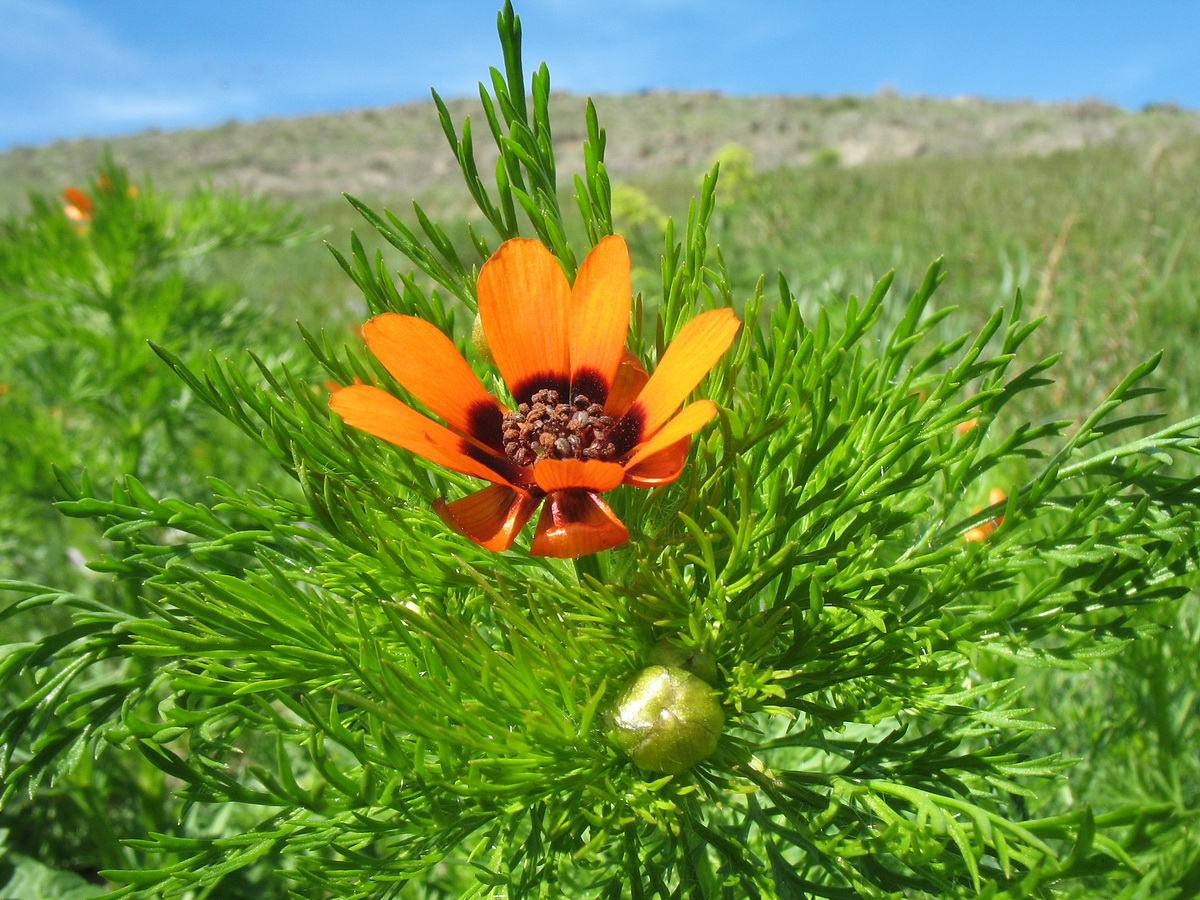 Image of Adonis parviflora specimen.