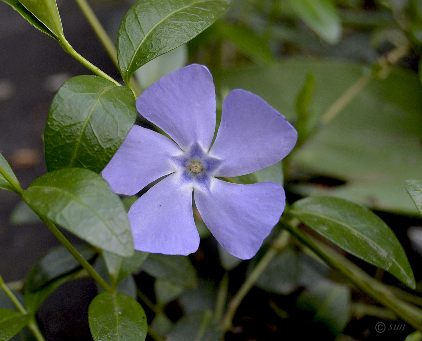 Изображение особи Vinca minor.