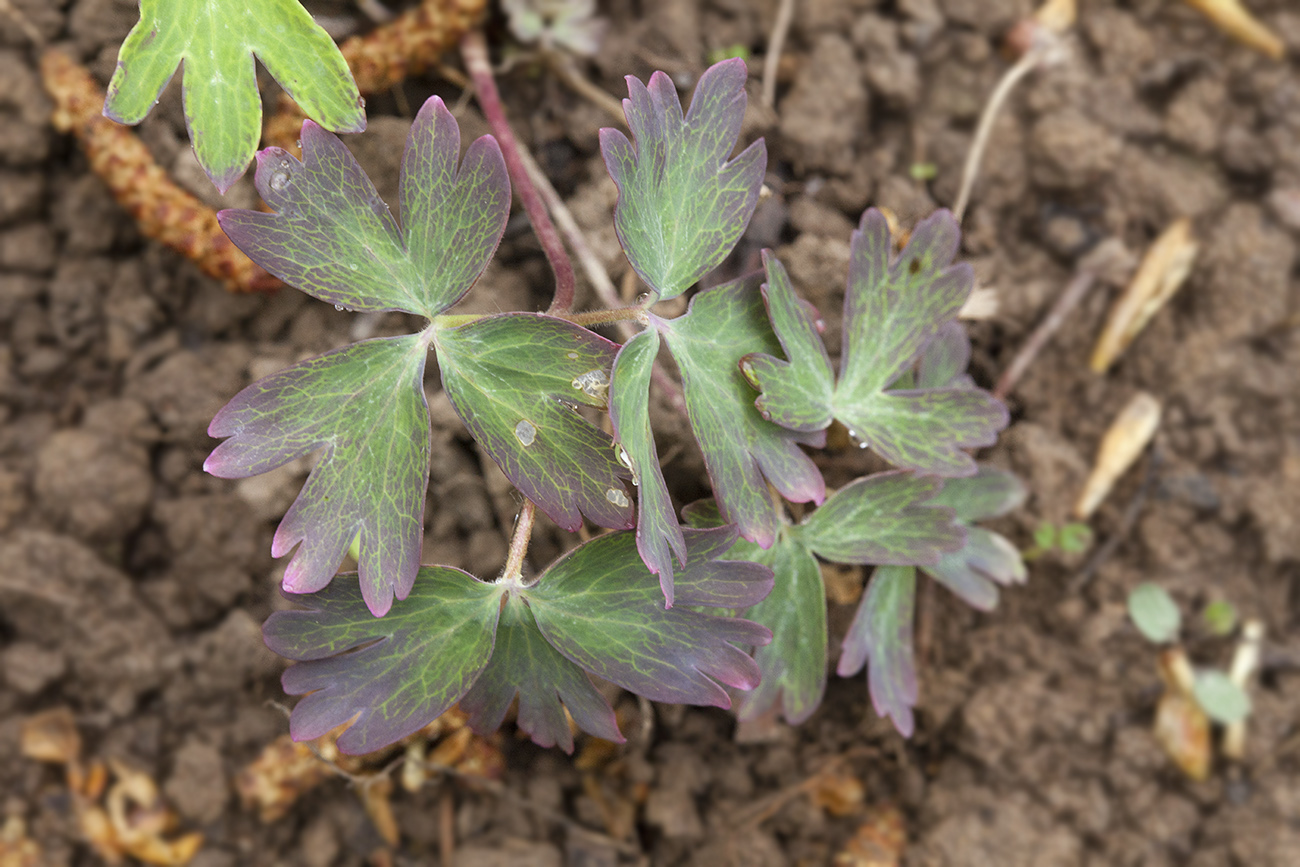 Изображение особи Aquilegia kamelinii.