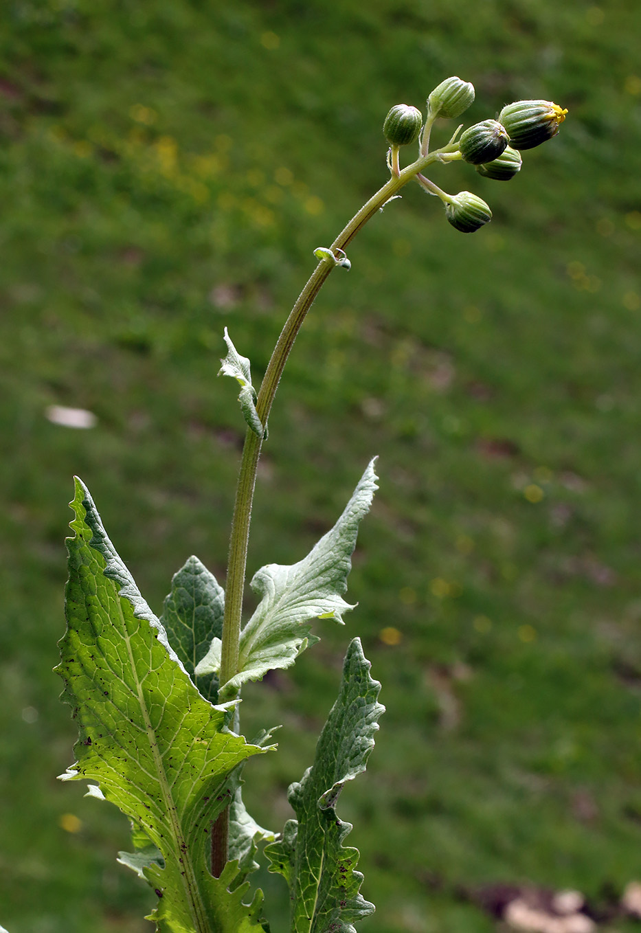 Изображение особи Senecio franchetii.