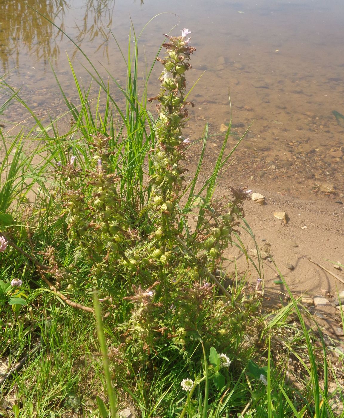 Image of Pedicularis palustris specimen.