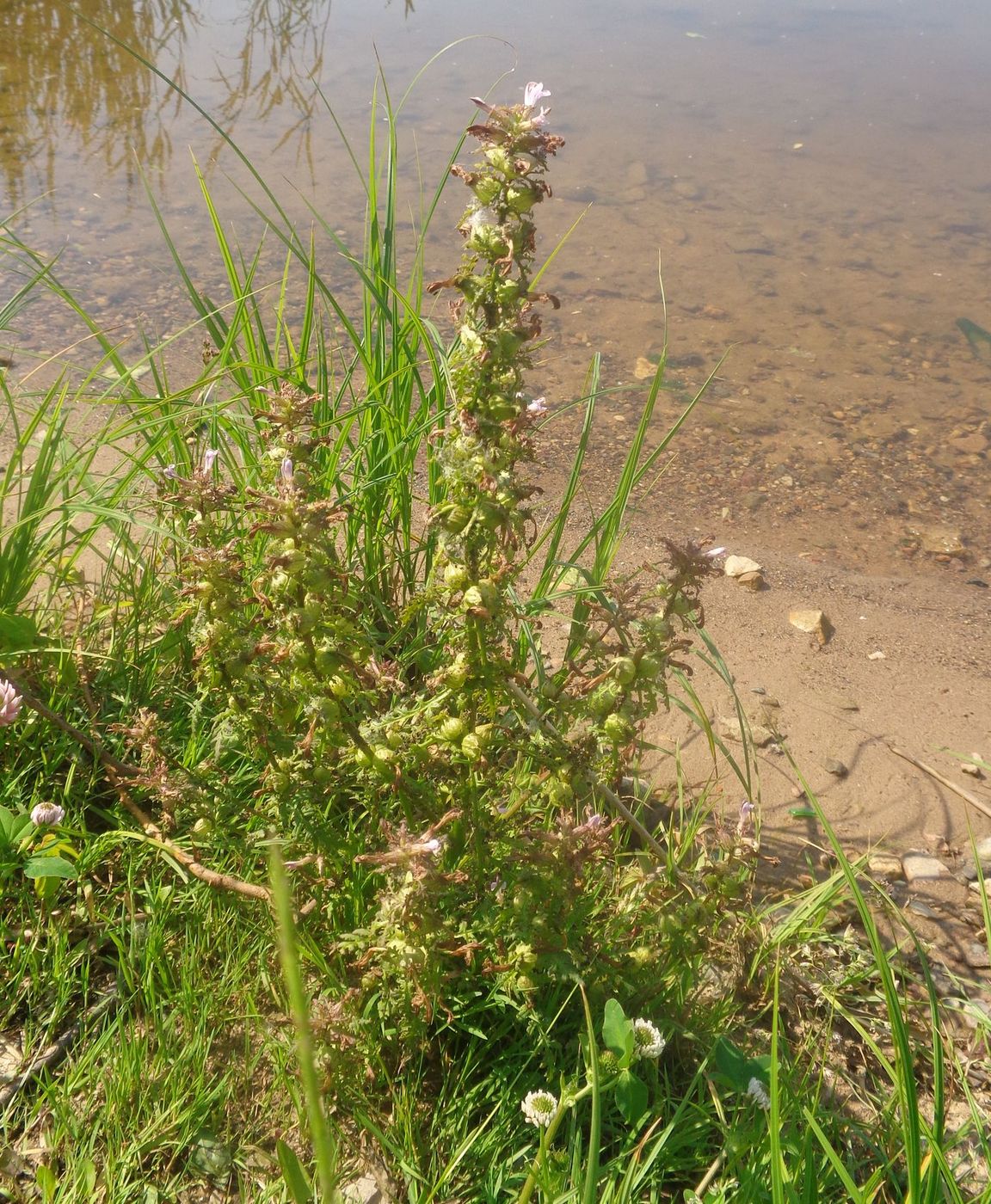 Изображение особи Pedicularis palustris.