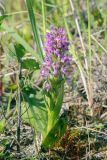 Dactylorhiza incarnata. Цветущее растение. Пермский край, г. Пермь, Кировский р-н, песчаный карьер, берег водоема. 08.06.2019.