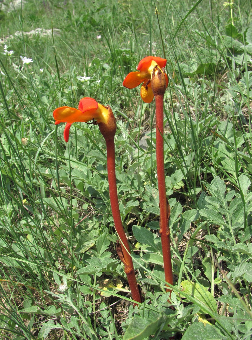 Image of Phelypaea coccinea specimen.
