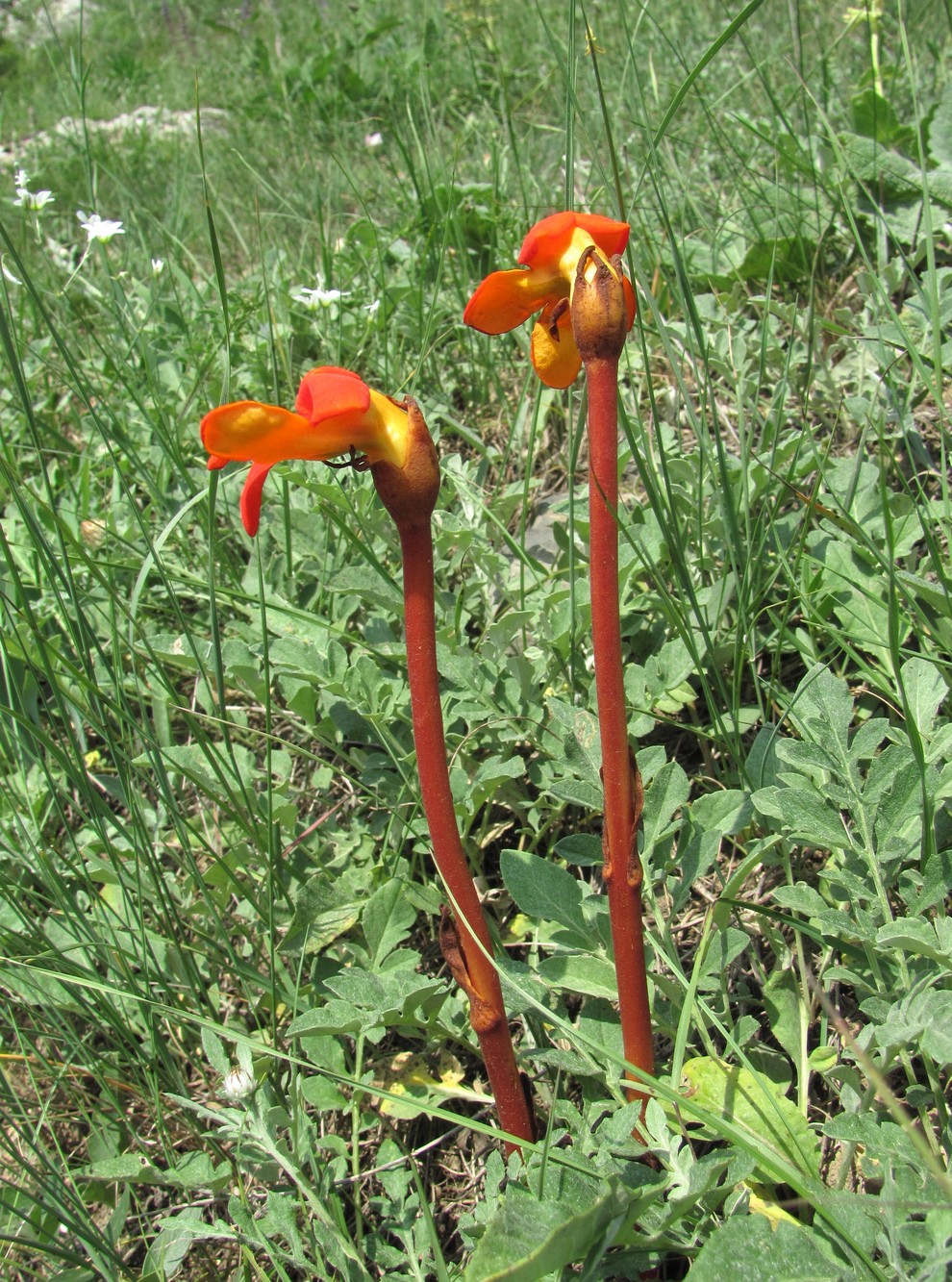 Изображение особи Phelypaea coccinea.