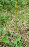 Verbascum nigrum