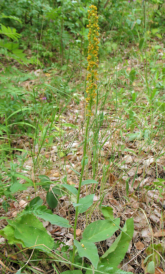 Изображение особи Verbascum nigrum.