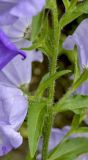 Campanula medium