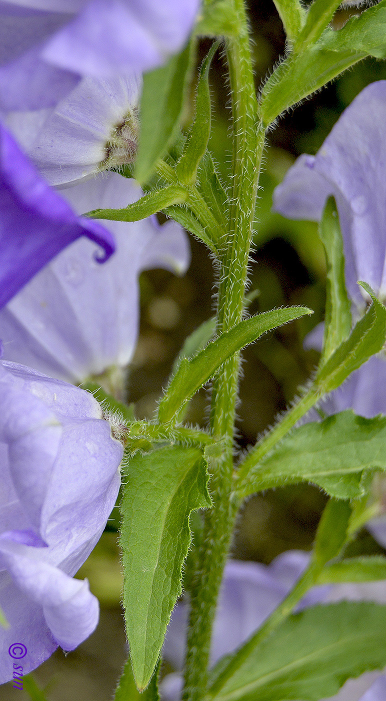 Изображение особи Campanula medium.