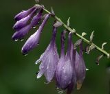 Hosta albomarginata