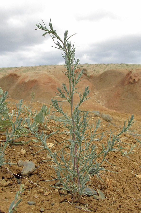 Изображение особи род Salsola.