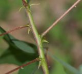 Erythrina herbacea