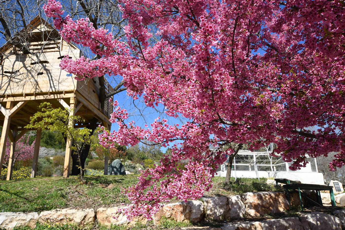 Изображение особи Prunus campanulata.