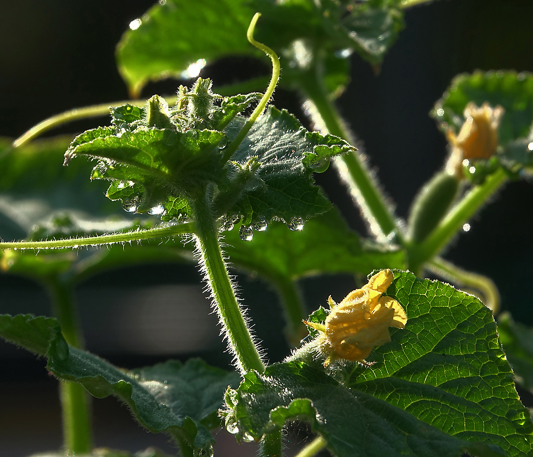 Изображение особи Cucumis sativus.