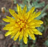 Reichardia dichotoma